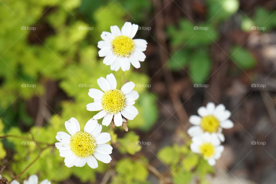 Close-Up of little  Daisy, Bay Area,
Spring  California