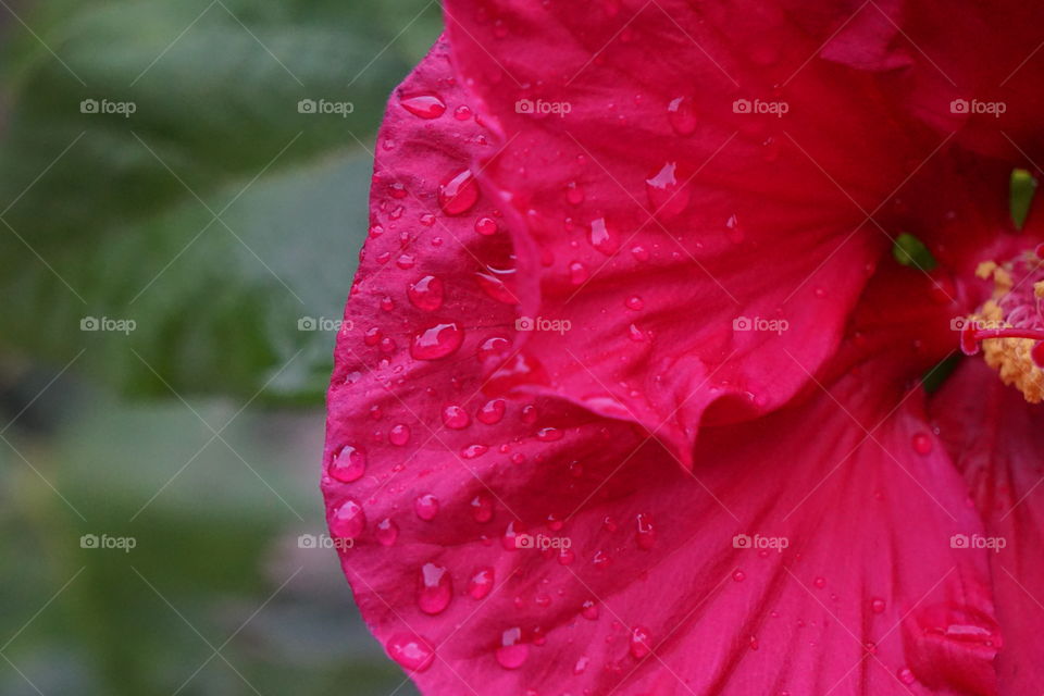 Dew drops on hibiscus petals. 