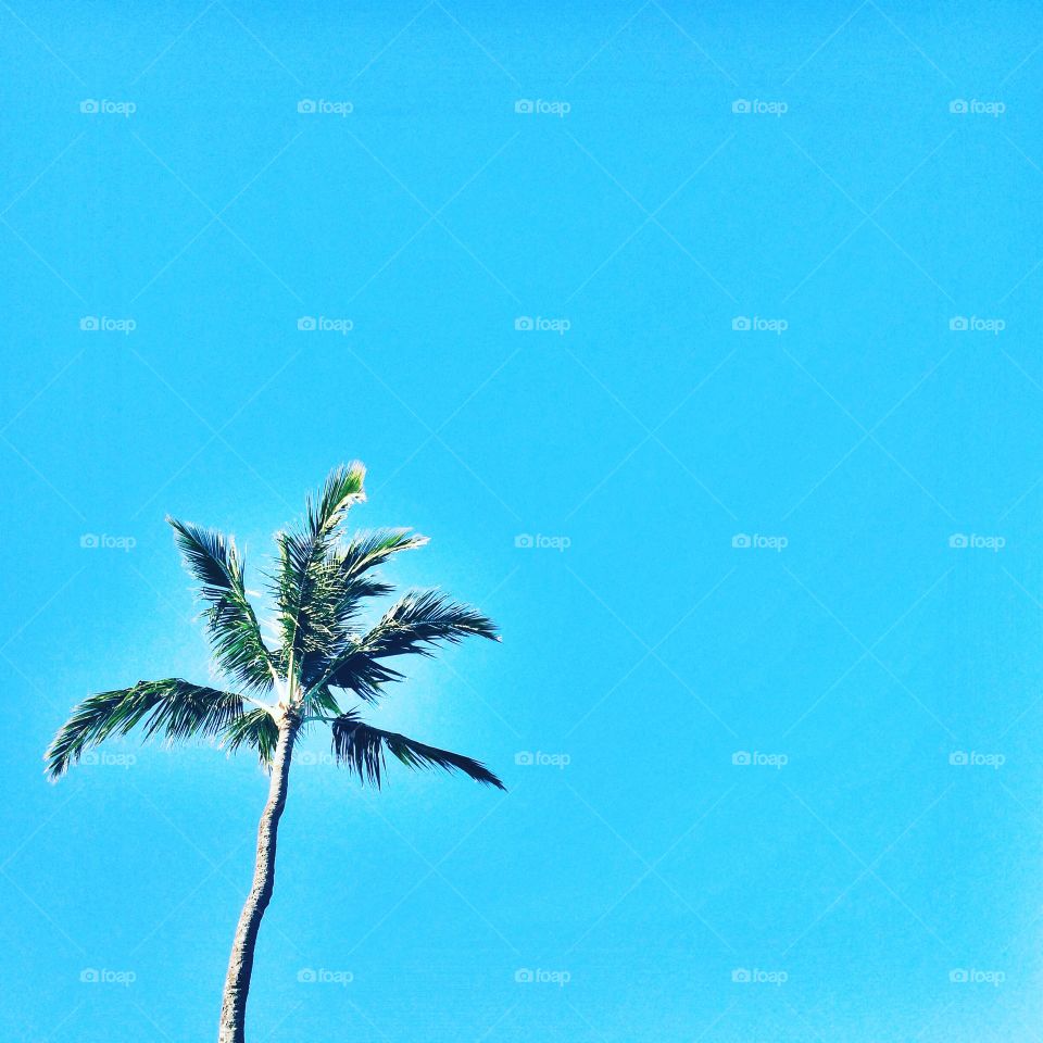 Beach, Palm, Sun, Sky, Tree