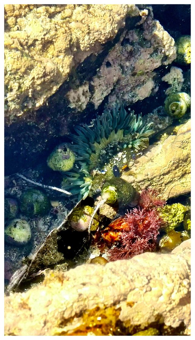 Underwater sea creatures