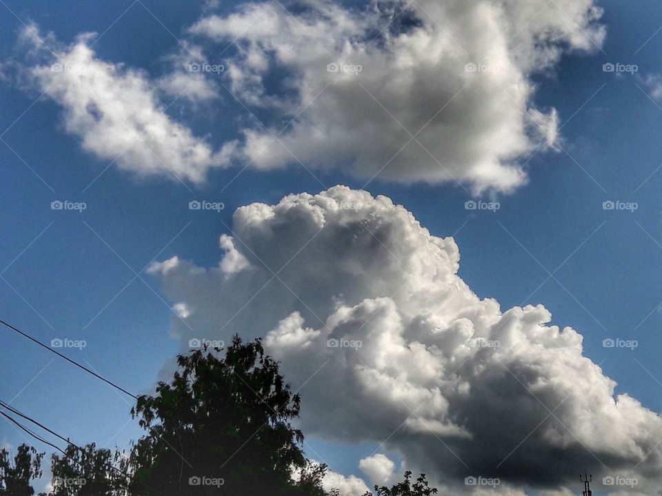 nature flower botany summer spring greens wild clouds sky