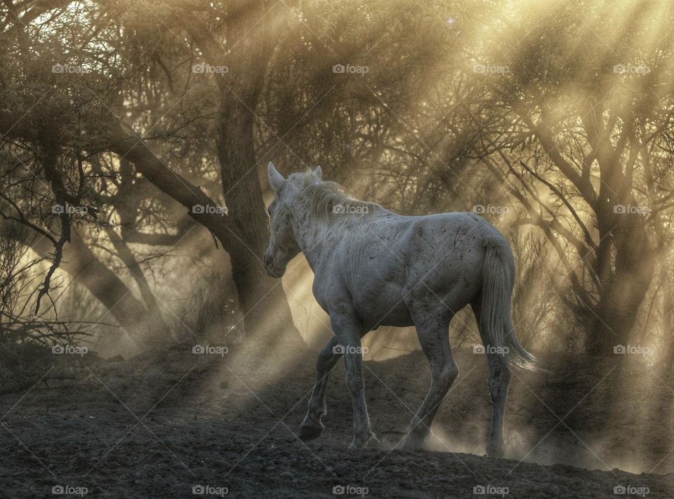 Wild Horse in Forest at Sunrise