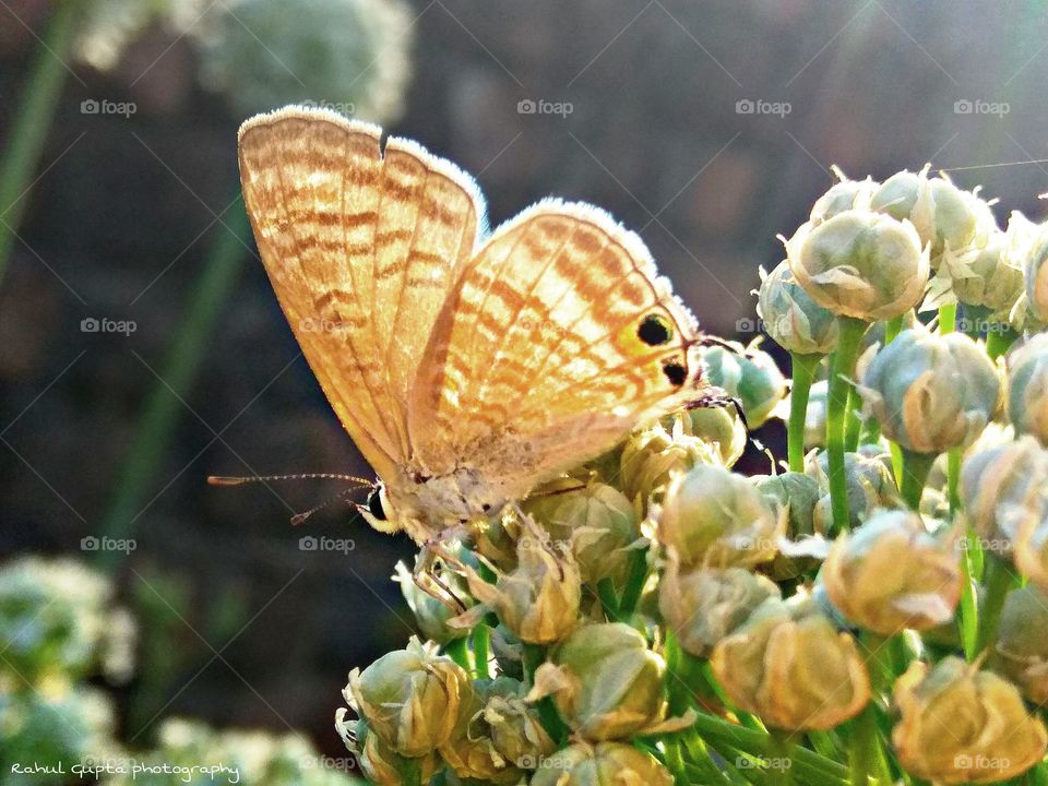Nature & butterfly