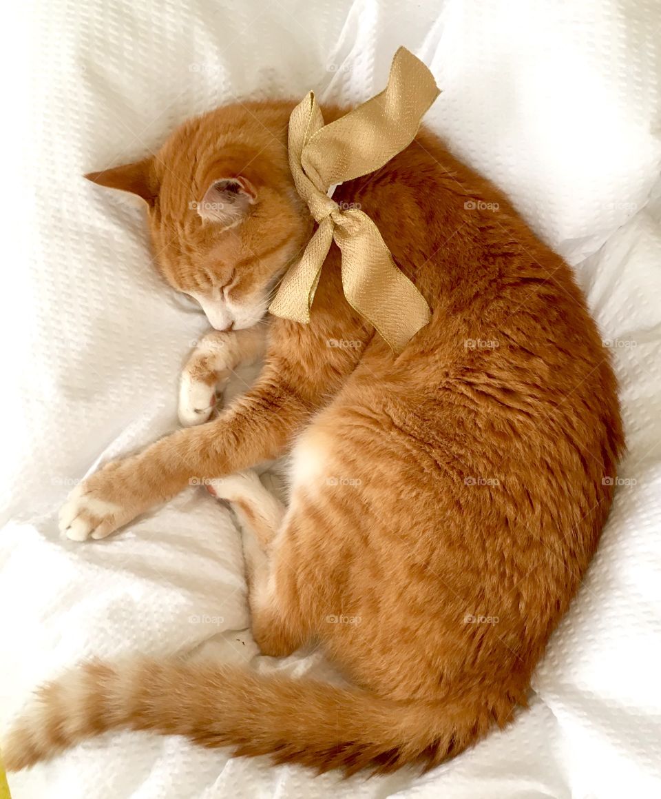 Cat with bow