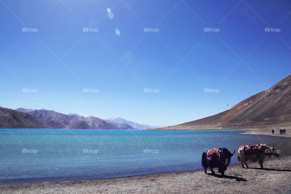 Kashmir Pangong lake