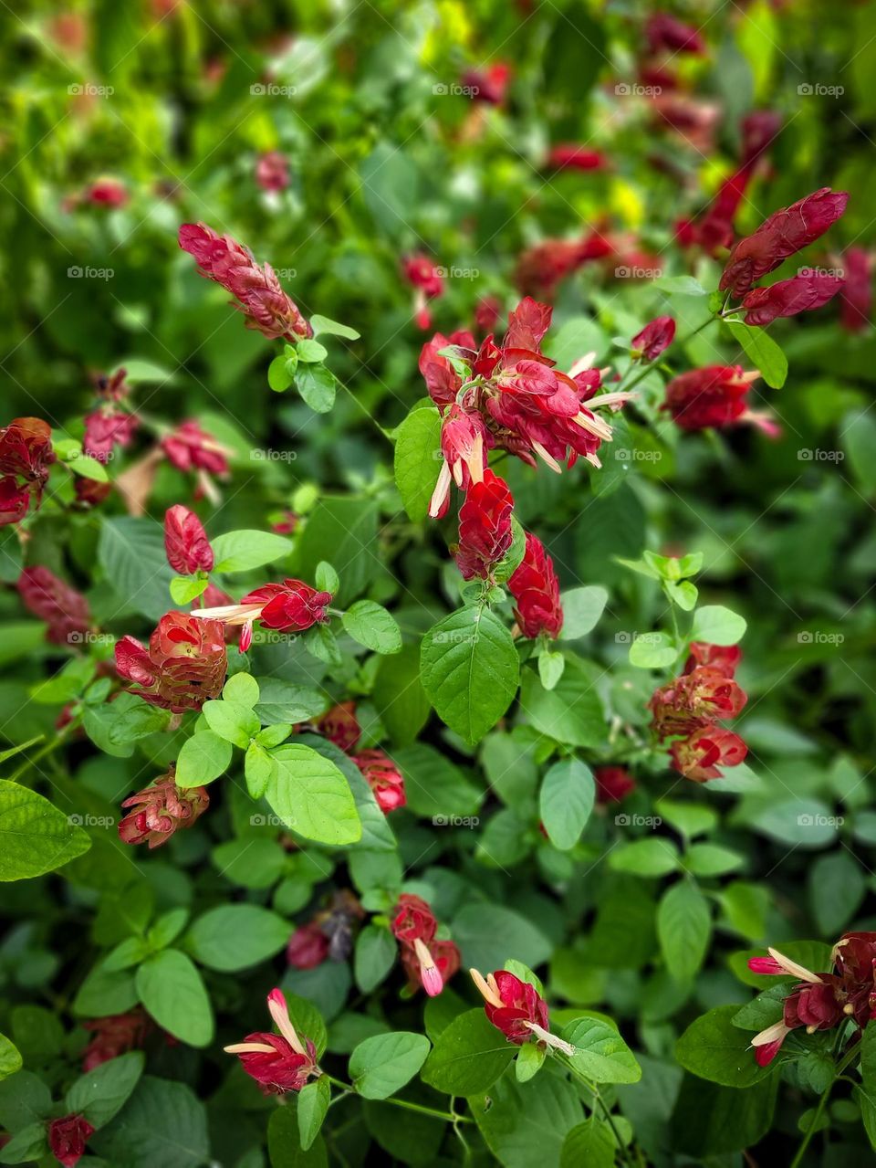 Deep pink flowers blooming in spring