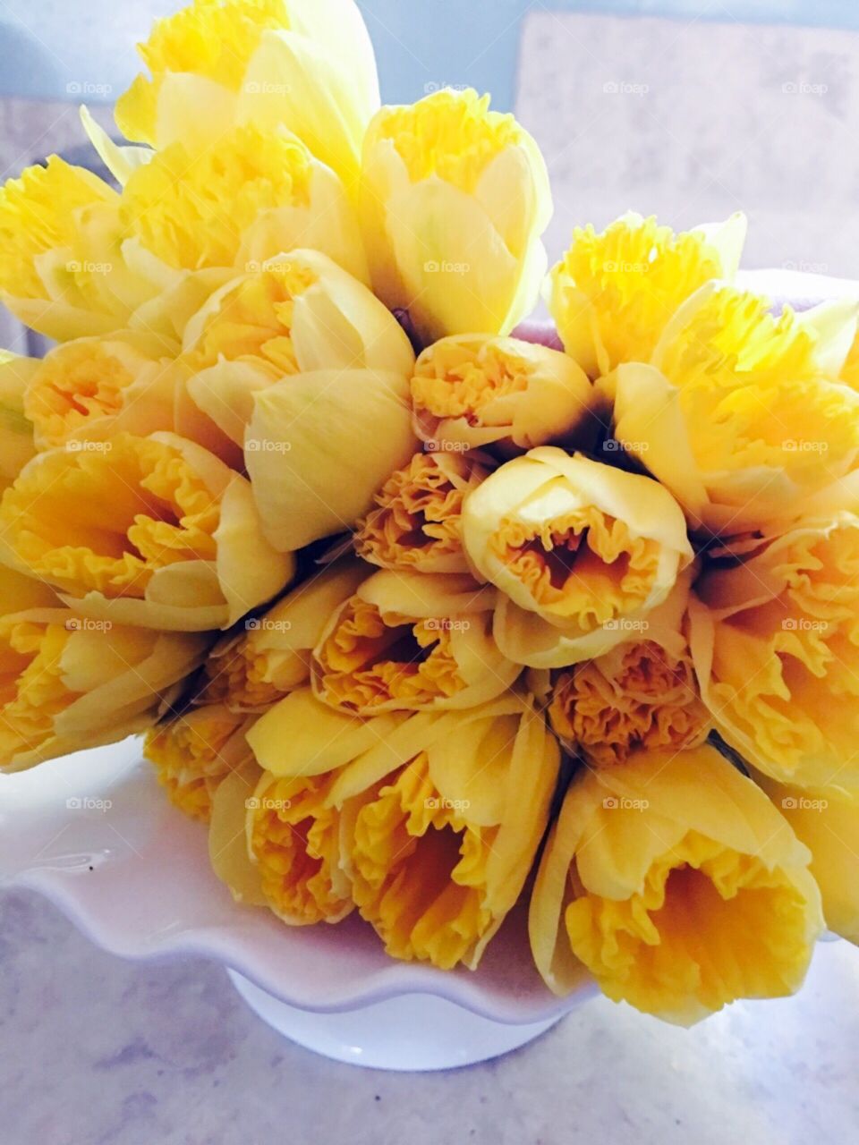 Daffodils 