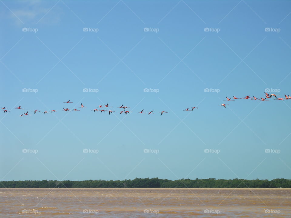 Fly flamingos