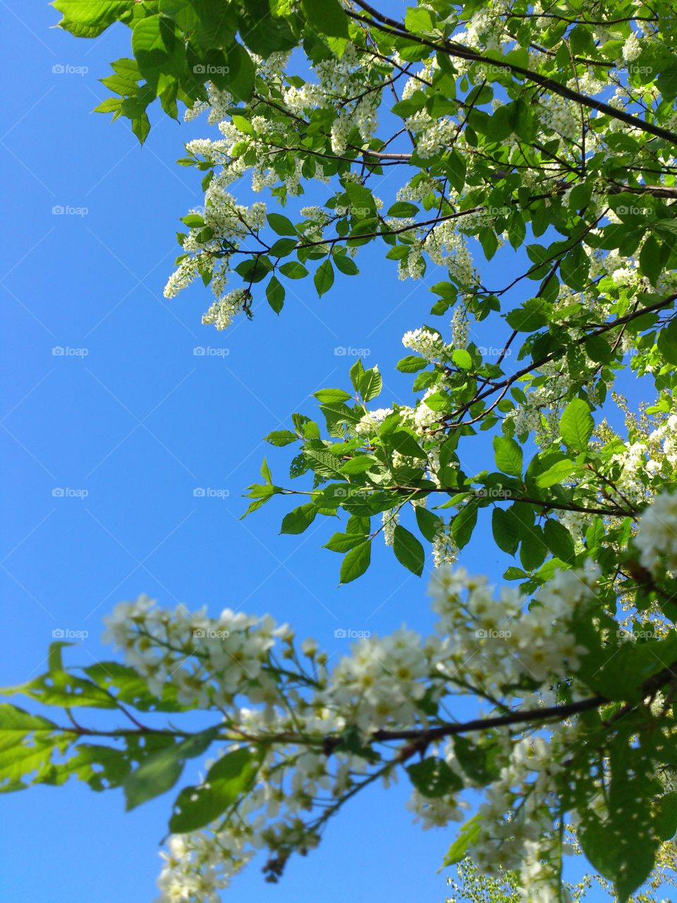 spring flowers, bird cherry tree