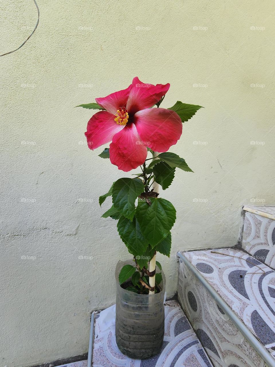 standing tall red hibiscus