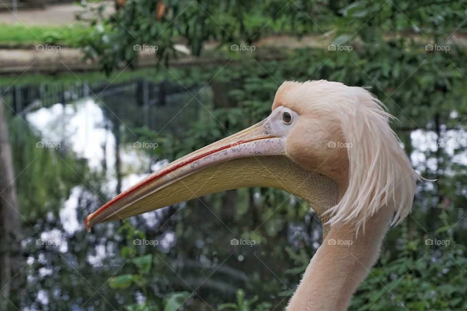 Funny looking peachy pink bird with a weird hairdo 