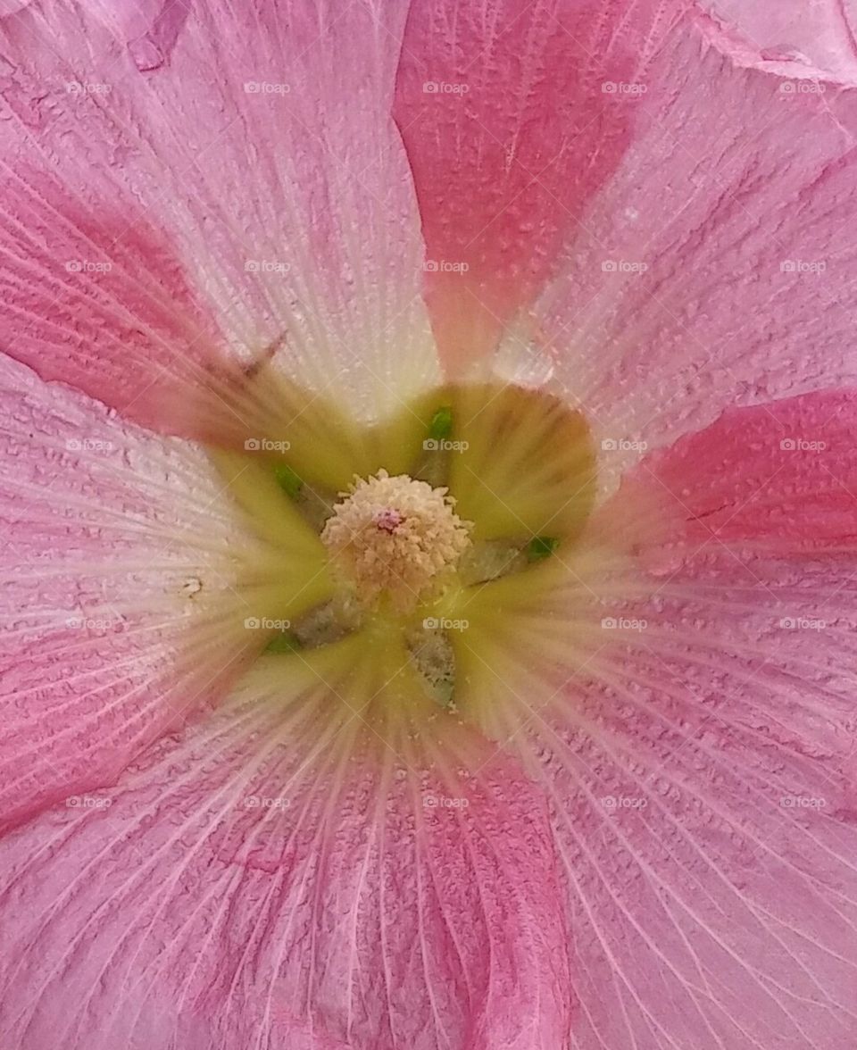 flower pink blumming