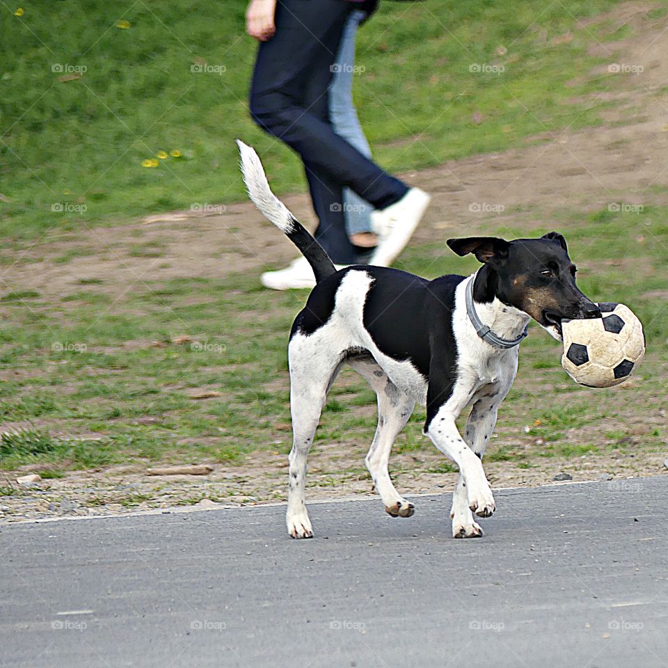 Dogs in the United States have significant popularity and status – they are often treated as family members. Game of soccer anybody? 