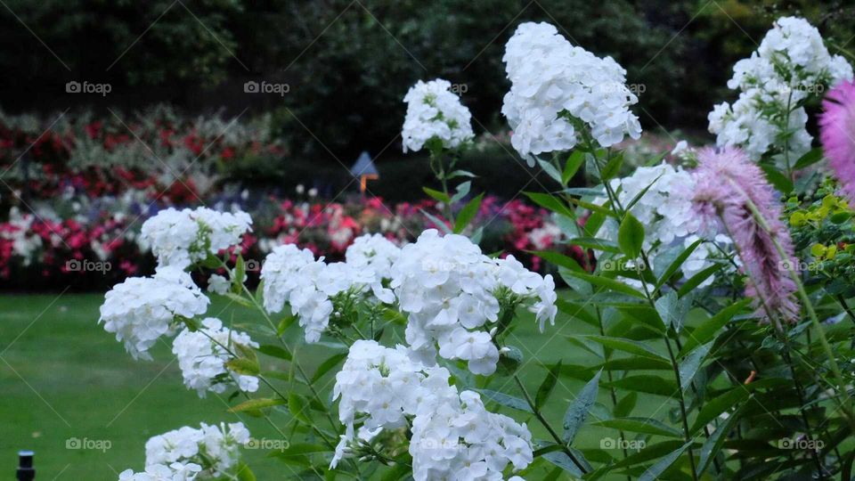 Butchart Gardens