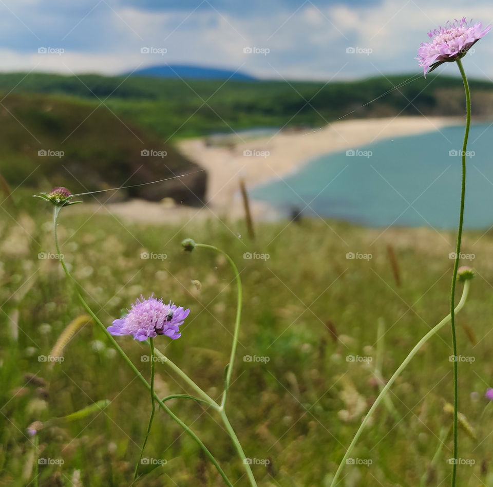 Summer panorama