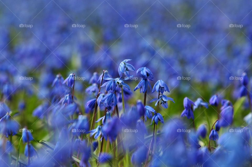 Flower, Nature, Flora, Floral, Hayfield