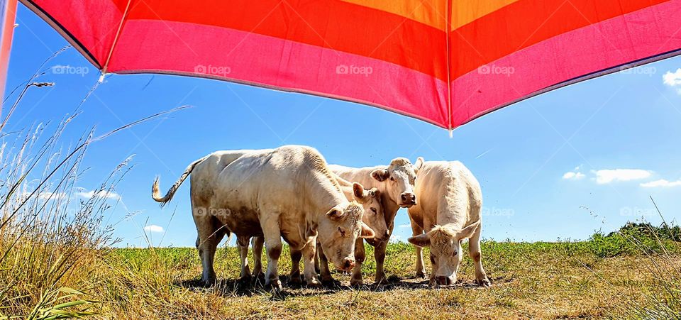 group of 4 white curious cows underneath a rainbow colored shade on a sunny day with blue sky