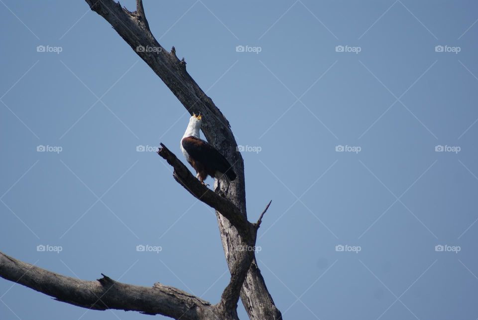 A fish eagles mating call 