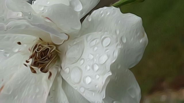 white rose and raindrops closeup