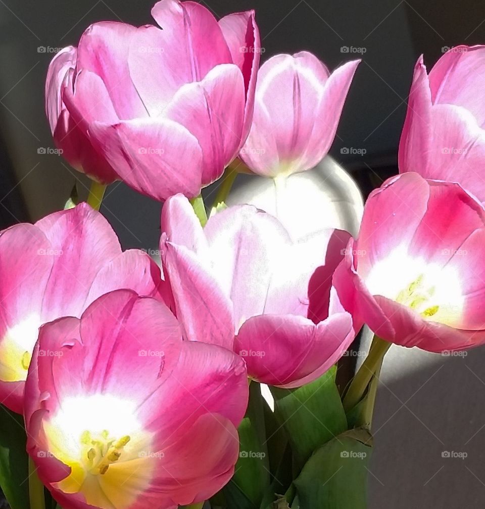 the sun kissed my "tulips"!
