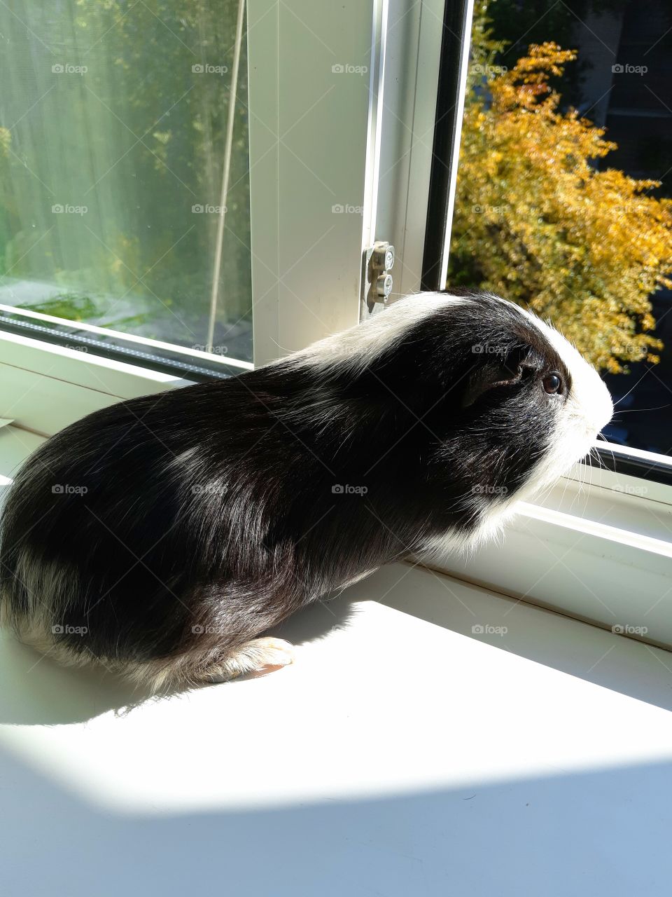 A guinea pig