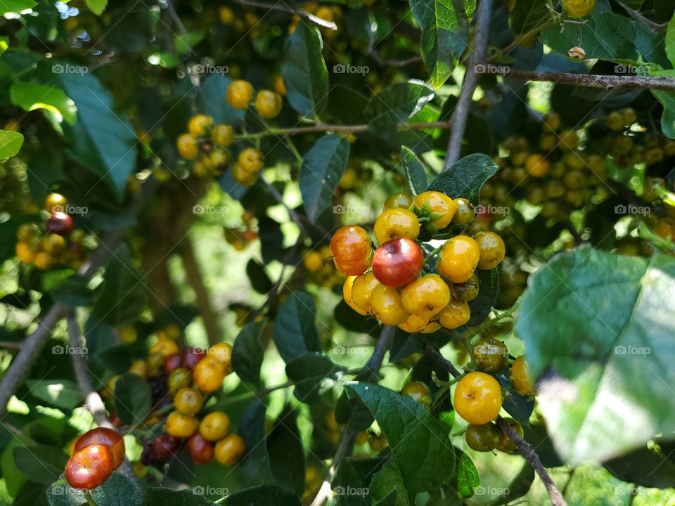 Clusters of beautiful edible wild anacua berries at all stages of ripeness. Ehretia anacua