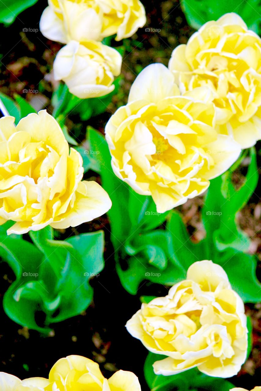 Flowers in Detail, tulips 