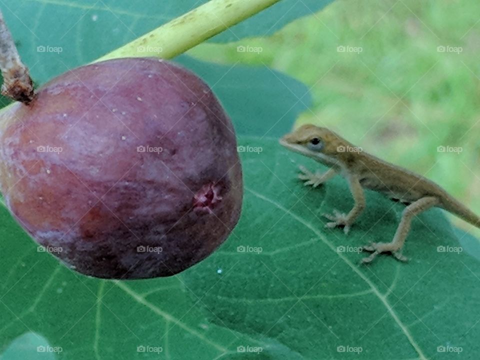 fig and lizard