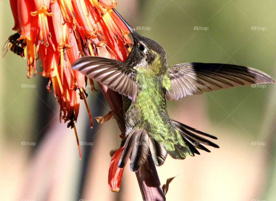 Hummingbird on a Flower