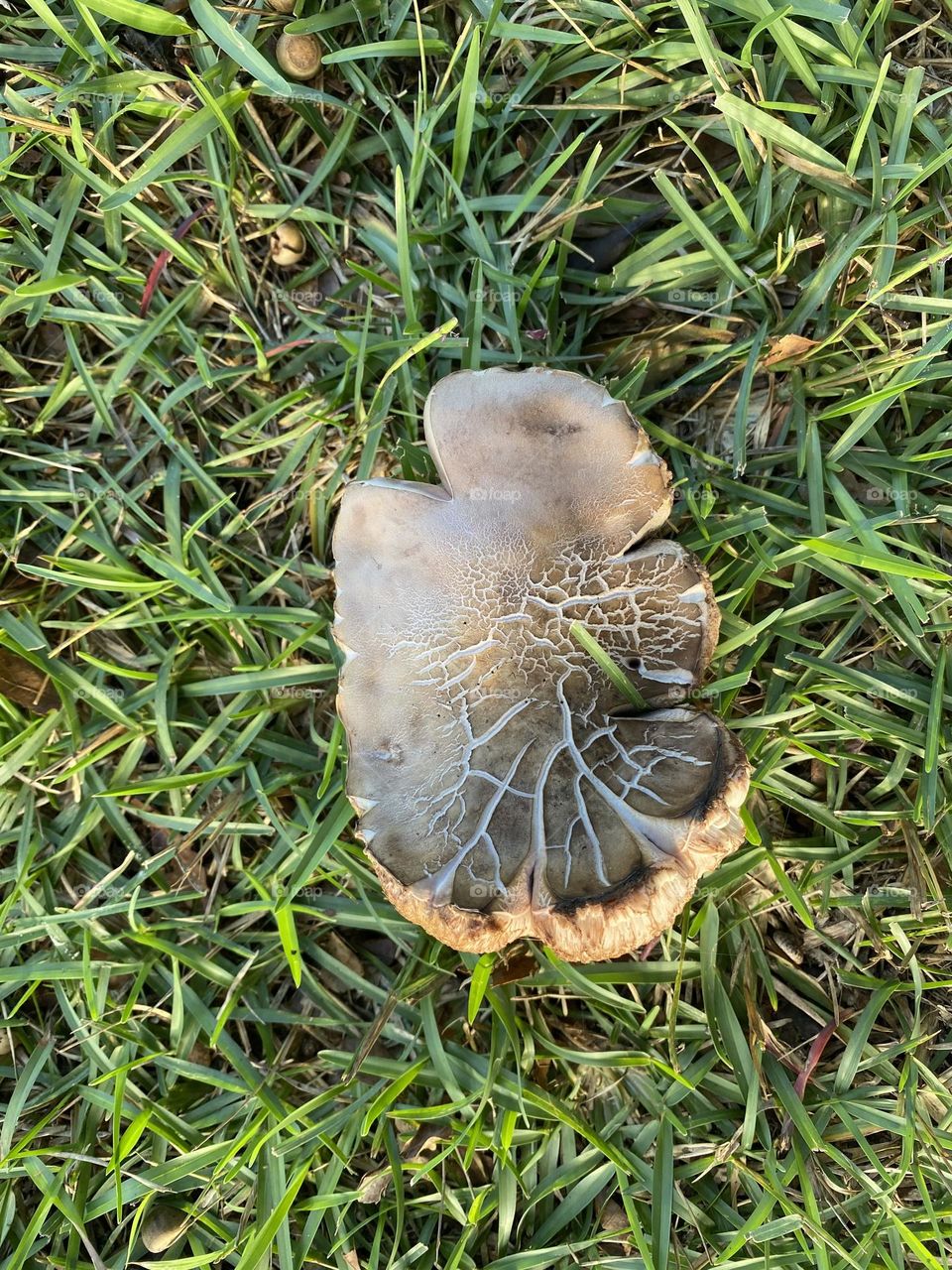 A beautiful mushroom 