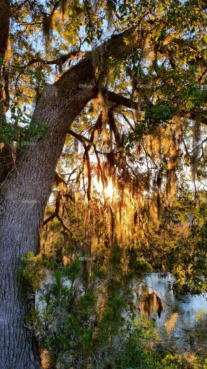 spanish moss filter