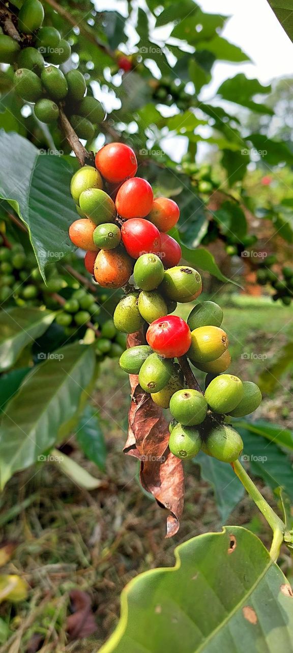 coffee beans