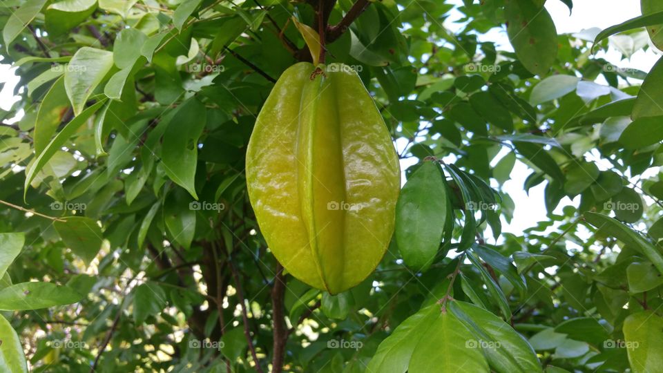 Starfruit Tree
