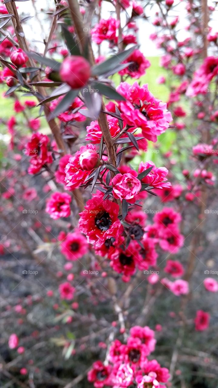 Ruby Glow. Ruby Glow tee tree I'm the garden during Spring