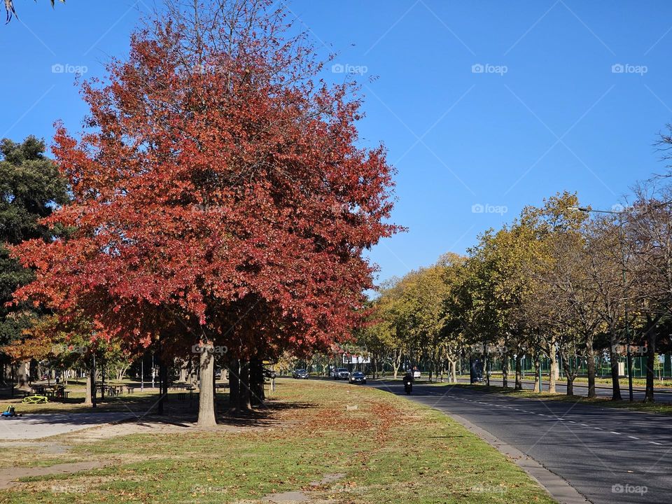 "Fall colors and an empty street." Trees lining this main street have changed their color indicating cooler weather is on its way.  A gorgeous day with blue skies and lowering temperatures.