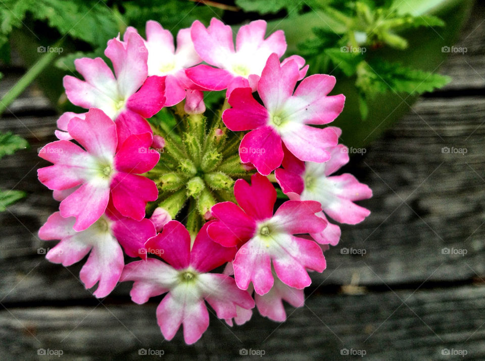 garden pretty pink flower by jomagraphy