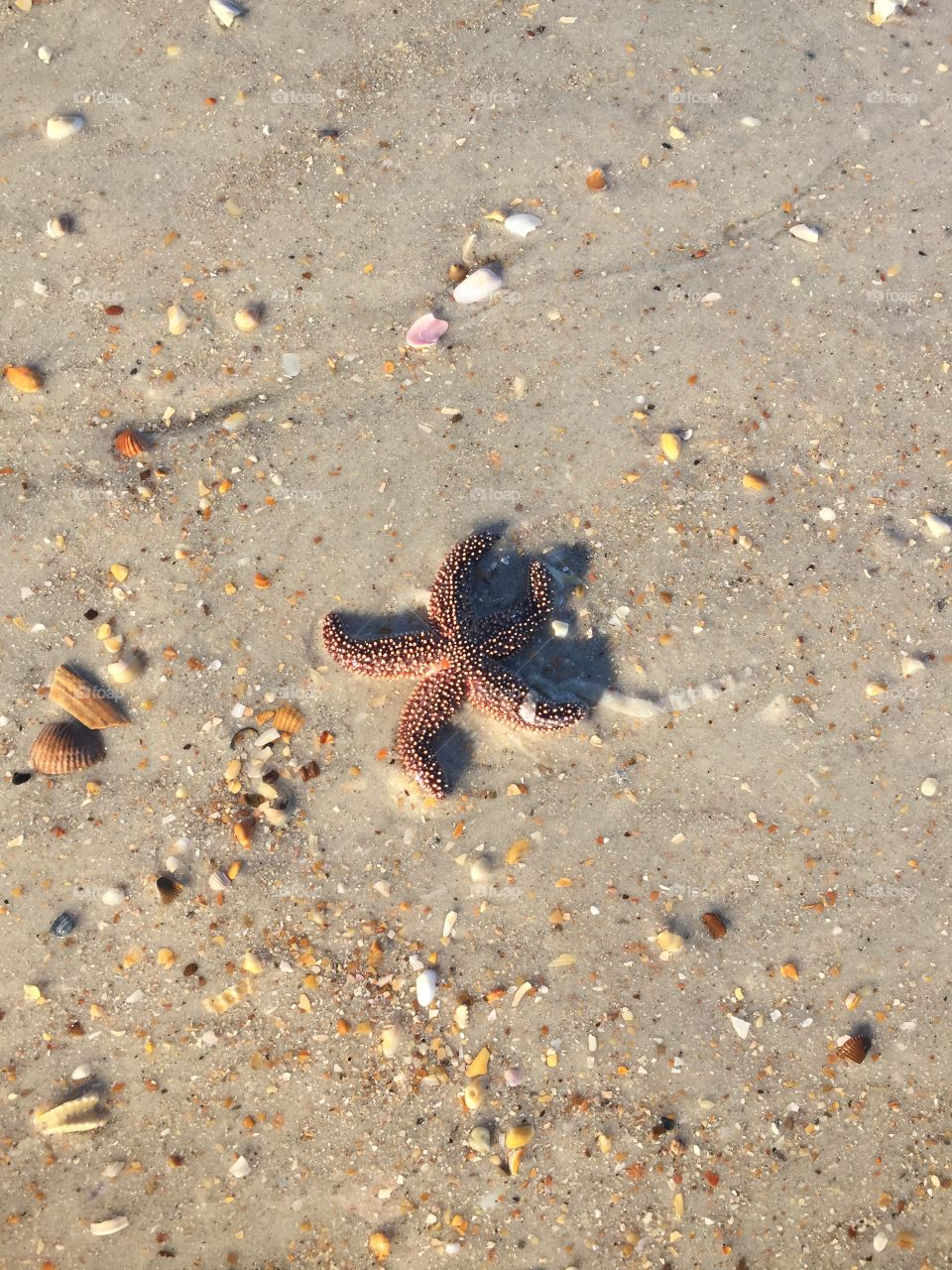 Hello there Mr Starfish