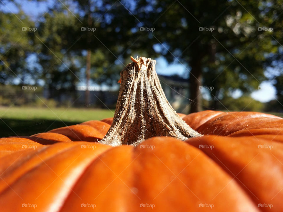 Pumpkin stem with trees in the background first signs of autumn