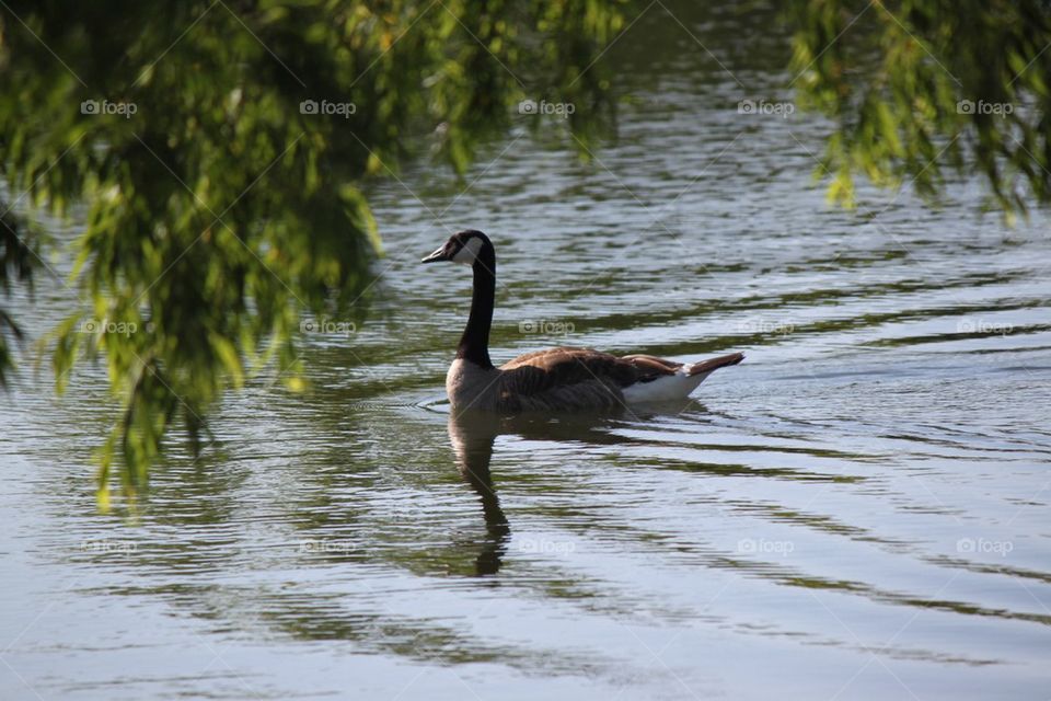 Swimming Goose 