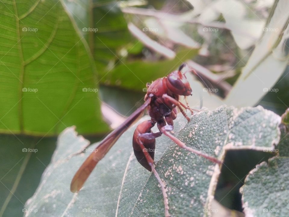 Red paper wasp