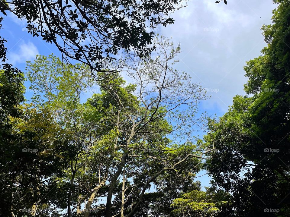 forest Sky