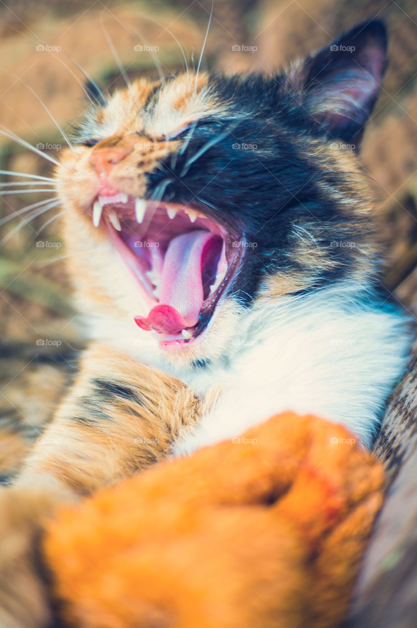 Ginger cat with dark and white spots, lies at home on a chair and yawns