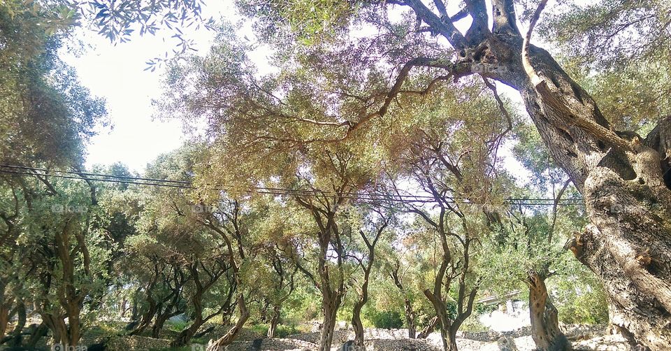 Greek olive tree forestry 