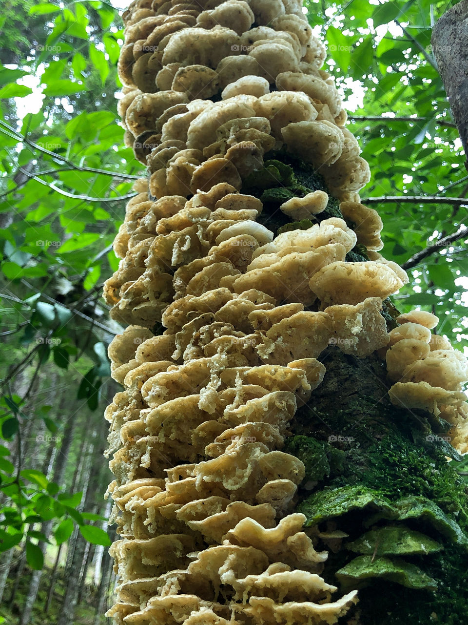 Tree mushrooms