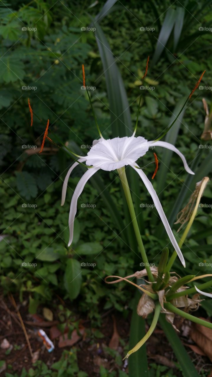 beautiful  flower