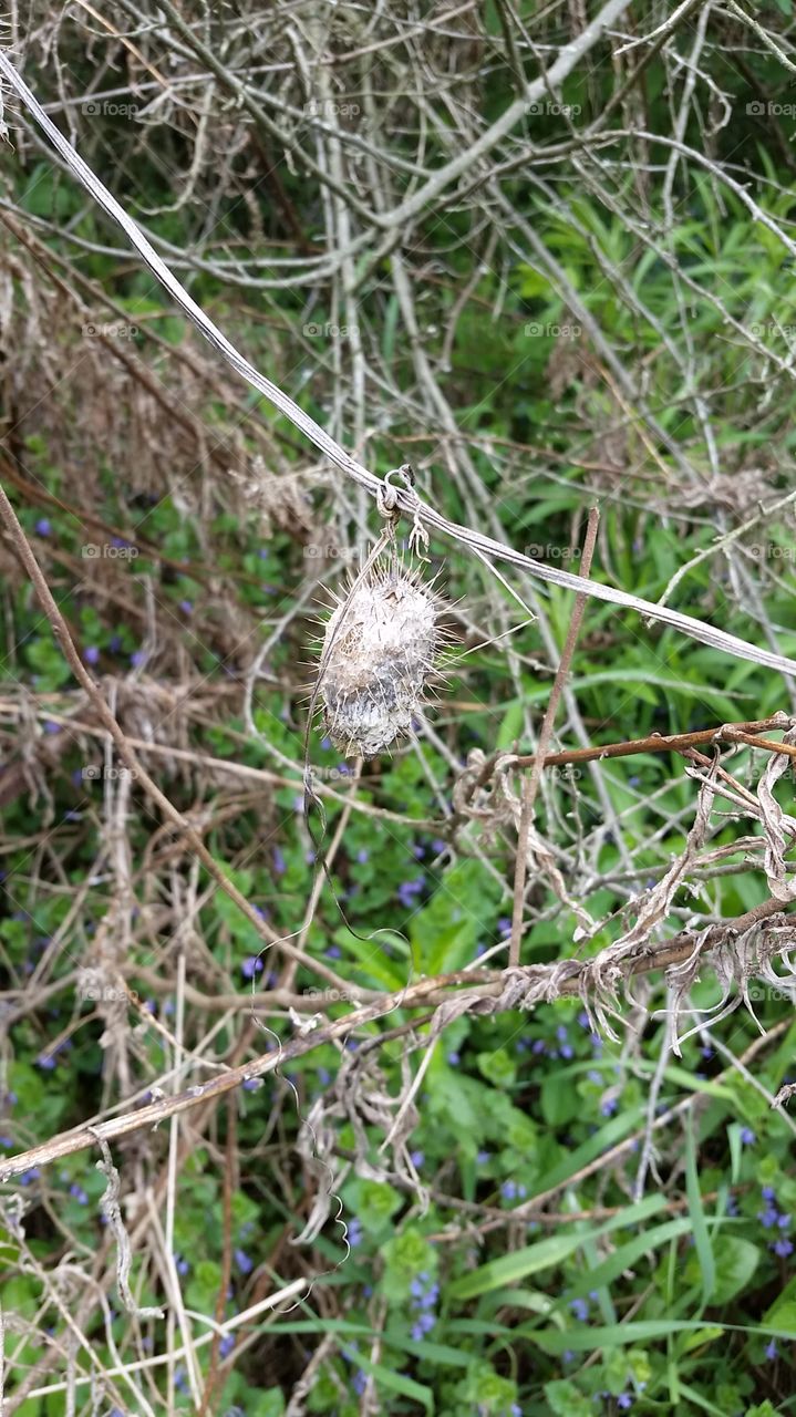 seed pod. found on a hike