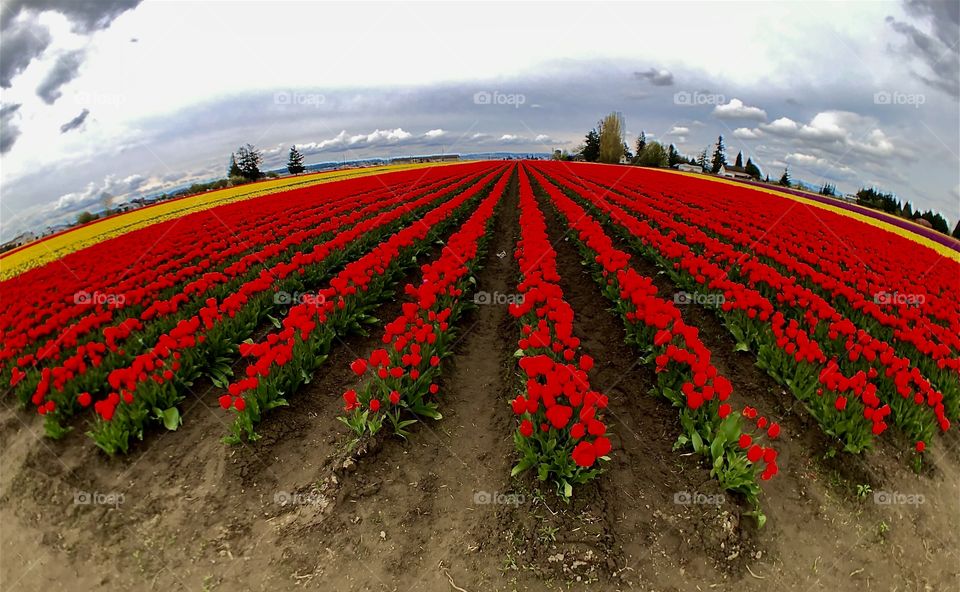 Foap Mission Perspective! Spectacular Field of Brilliant Red And Yellow Tulips And Billowy Clods; Shot With Fish Eye Lens🌷