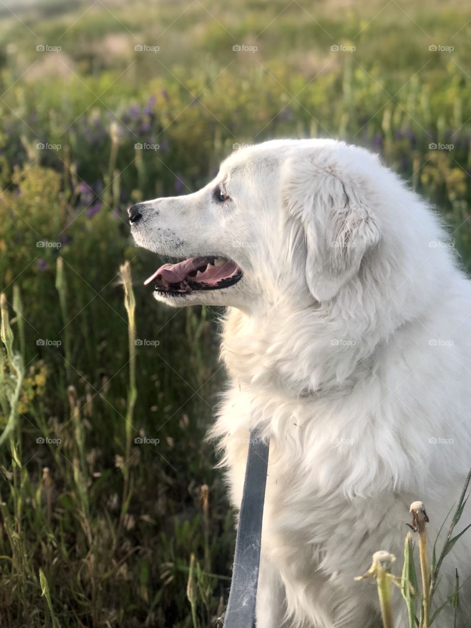 Massive dog enjoying the sunrise. 