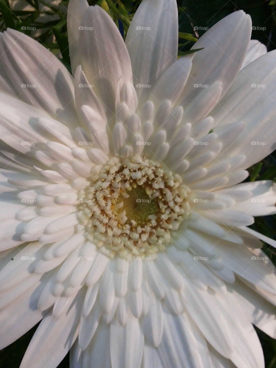 White Beautiful flower