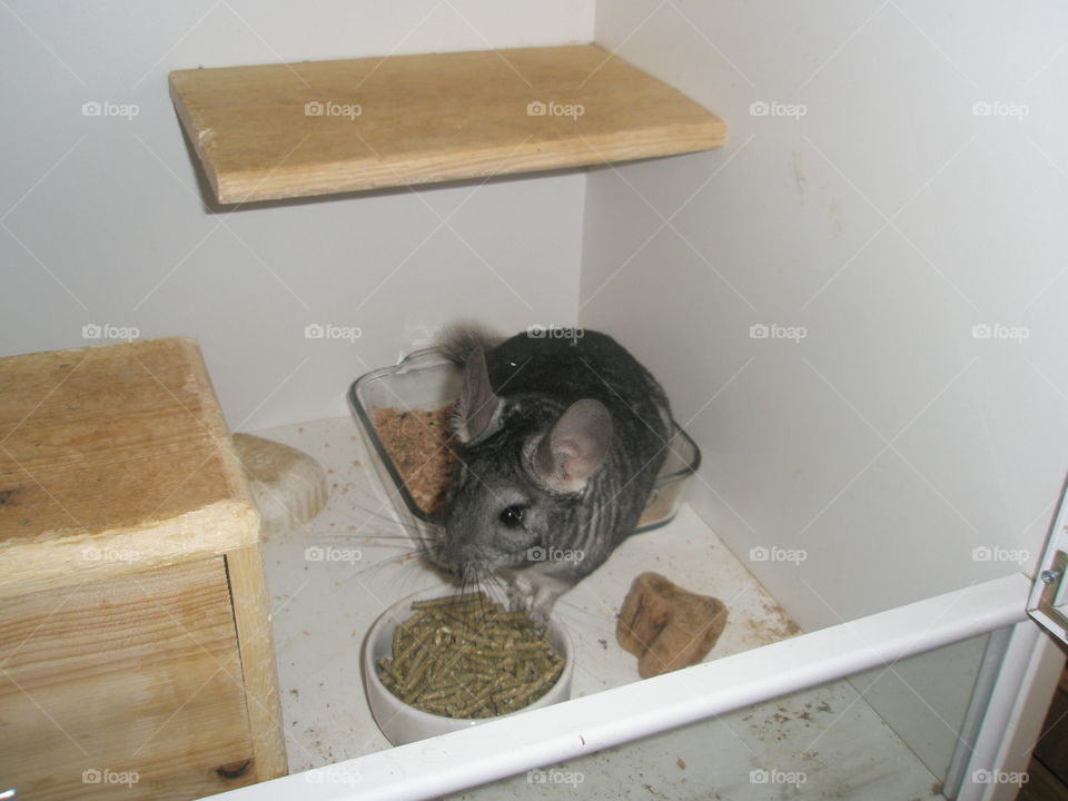 chinchillas